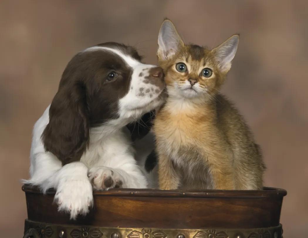 Puppies & Kittens Spiral Wall Calendar FSC Paper - 18.5 x 11 in - product view 7