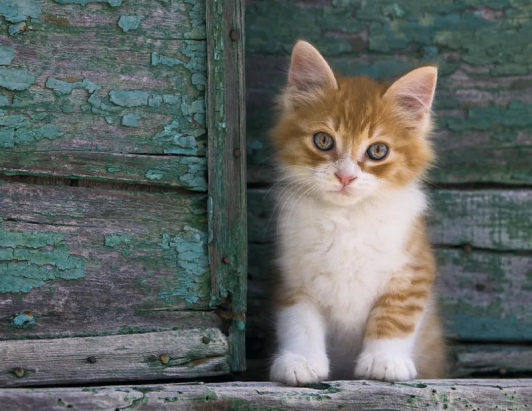 Puppies & Kittens Spiral Wall Calendar FSC Paper - 18.5 x 11 in - product view 8