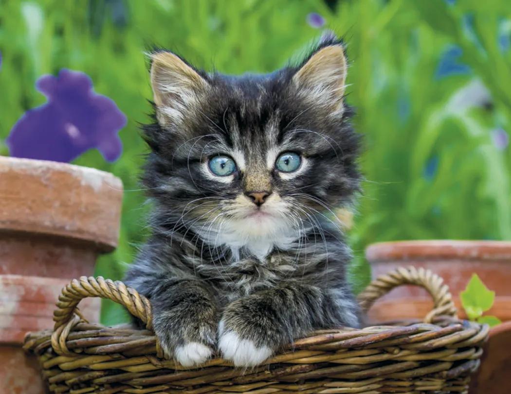 Puppies & Kittens Spiral Wall Calendar FSC Paper - 18.5 x 11 in - product view 11