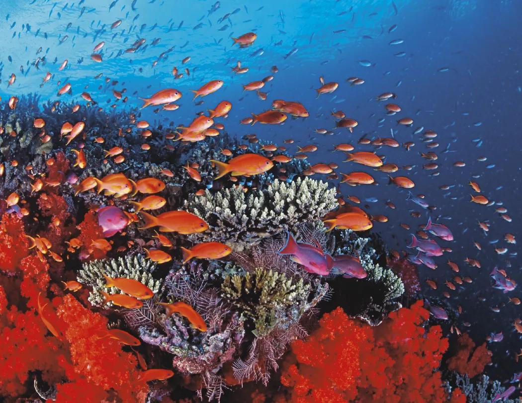 Ocean Glory Sea Life Spiral Wall Calendar FSC Paper - 18.5 x 11 in - product view 7