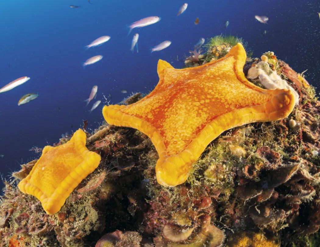 Ocean Glory Sea Life Spiral Wall Calendar FSC Paper - 18.5 x 11 in - product view 11