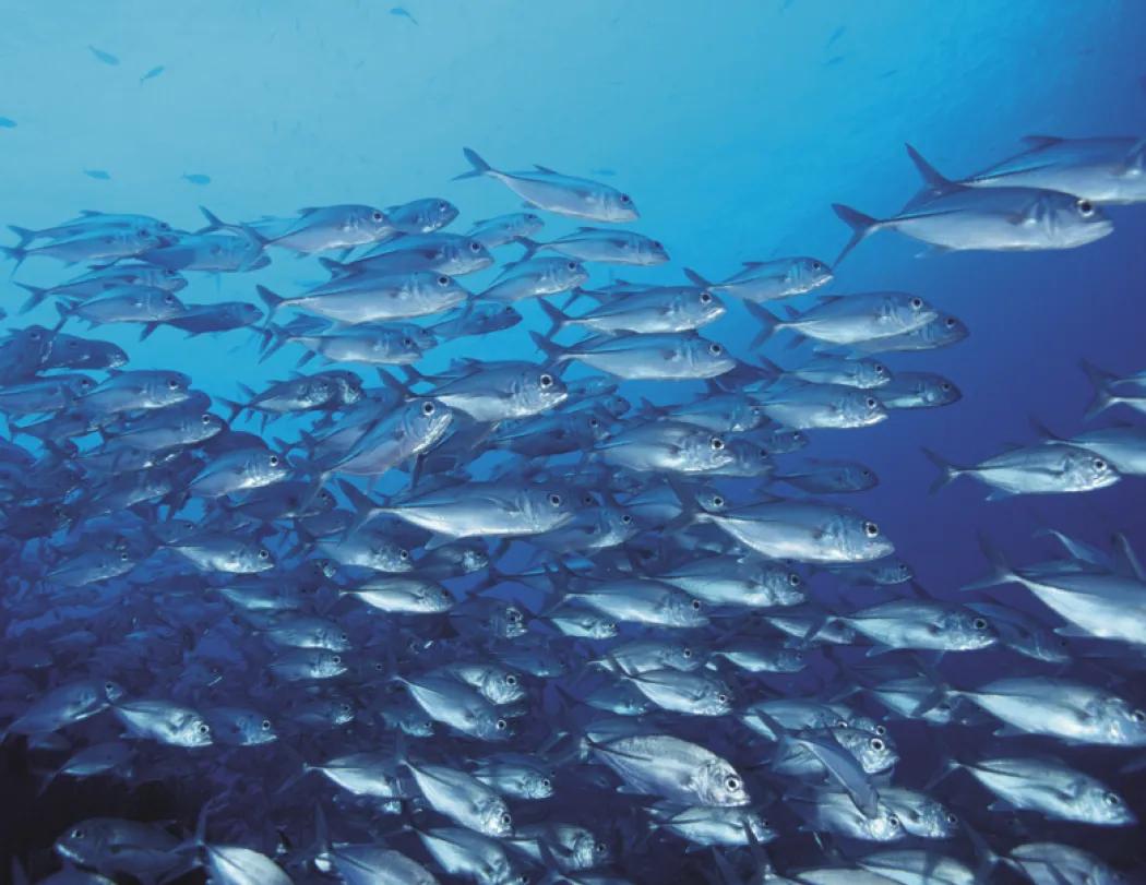 Ocean Glory Sea Life Spiral Wall Calendar FSC Paper - 18.5 x 11 in - product view 12