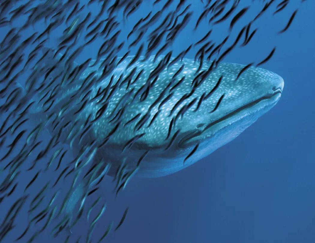 Ocean Glory Sea Life Spiral Wall Calendar FSC Paper - 18.5 x 11 in - product view 17