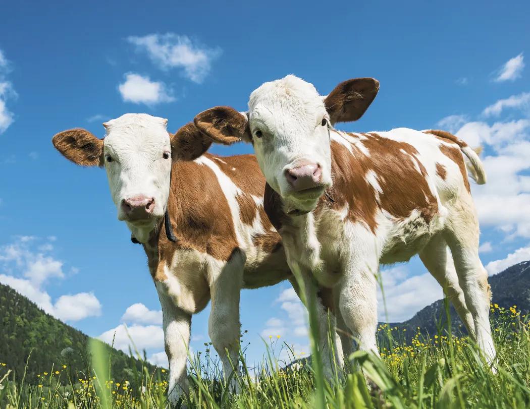 Baby Farm Animals Spiral Wall Calendar FSC Paper - 18.5 x 11 in - product view 10