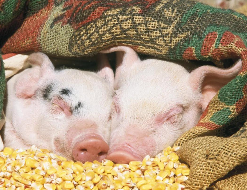 Baby Farm Animals Spiral Wall Calendar FSC Paper - 18.5 x 11 in - product view 18