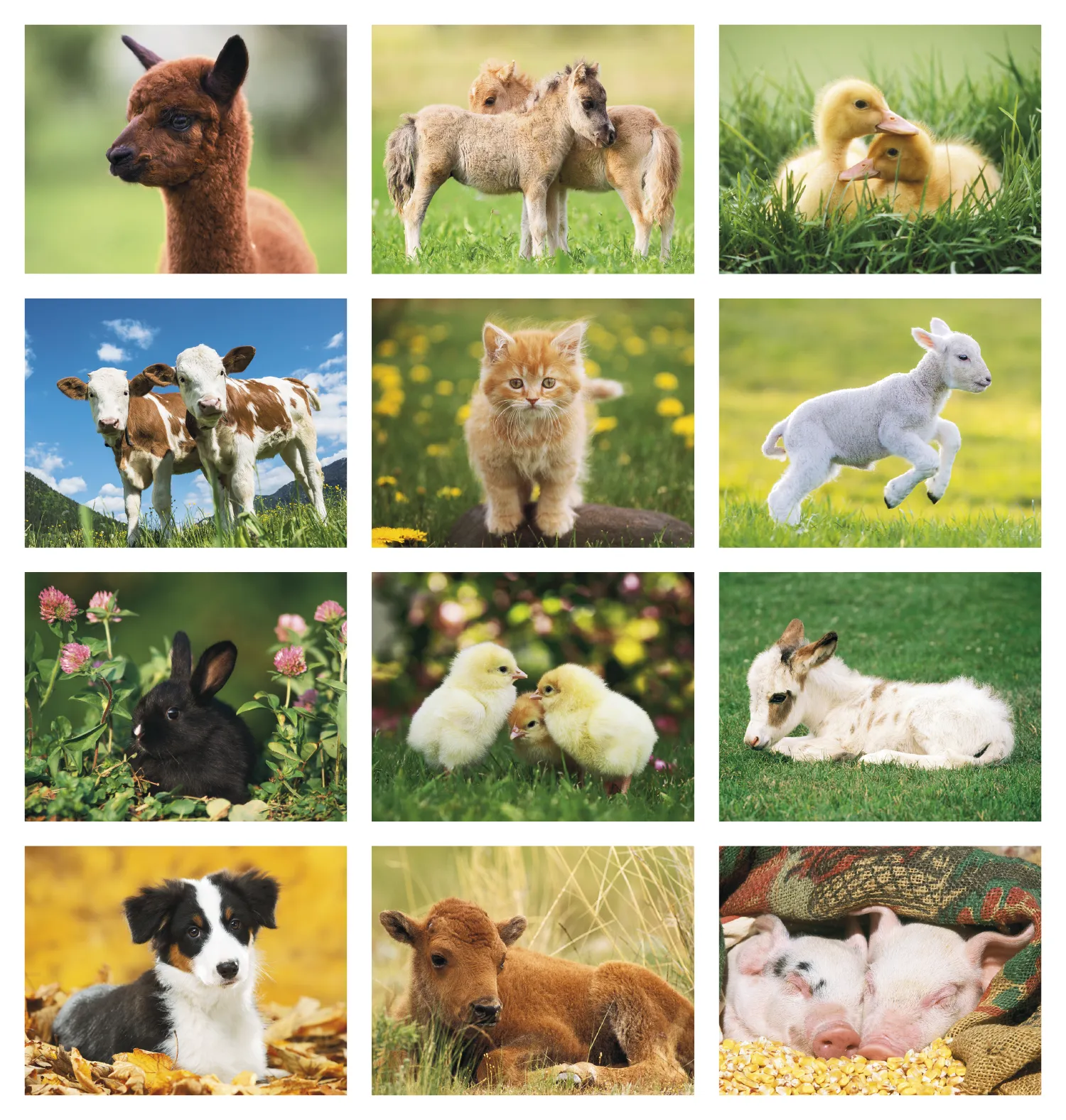 Baby Farm Animals Spiral Wall Calendar FSC Paper - 18.5 x 11 in - product view 21