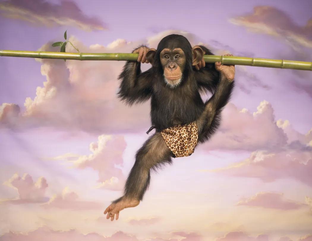 Monkey Humor Spiral Wall Calendar FSC Paper - 18.5 x 11 in - product view 6