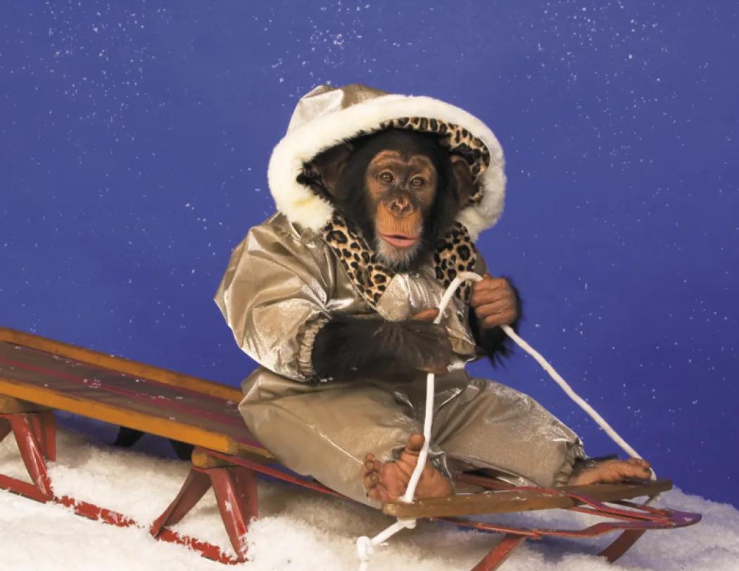 Monkey Humor Spiral Wall Calendar FSC Paper - 18.5 x 11 in - product view 18