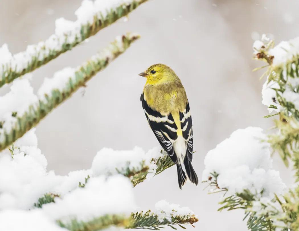 Birds of North America Spiral Wall Calendar - 18.5 x 11 in - product view 6