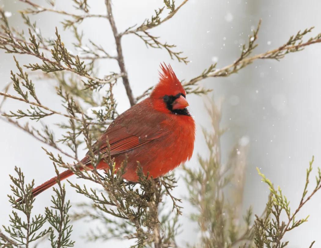 Birds of North America Spiral Wall Calendar - 18.5 x 11 in - product view 7