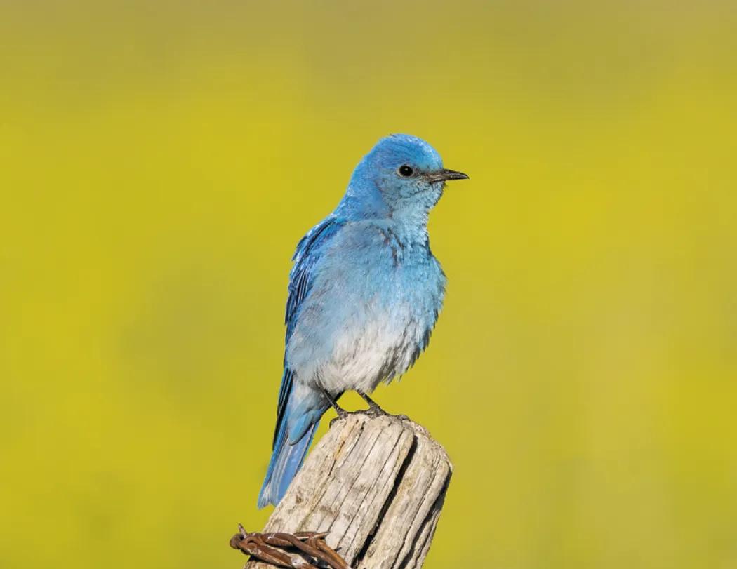 Birds of North America Spiral Wall Calendar - 18.5 x 11 in - product view 8