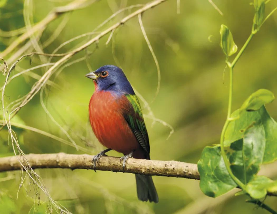 Birds of North America Spiral Wall Calendar - 18.5 x 11 in - product view 9