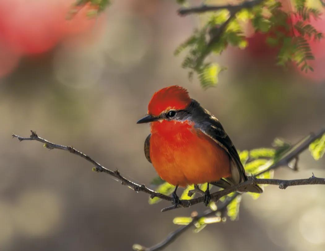 Birds of North America Spiral Wall Calendar - 18.5 x 11 in - product view 10