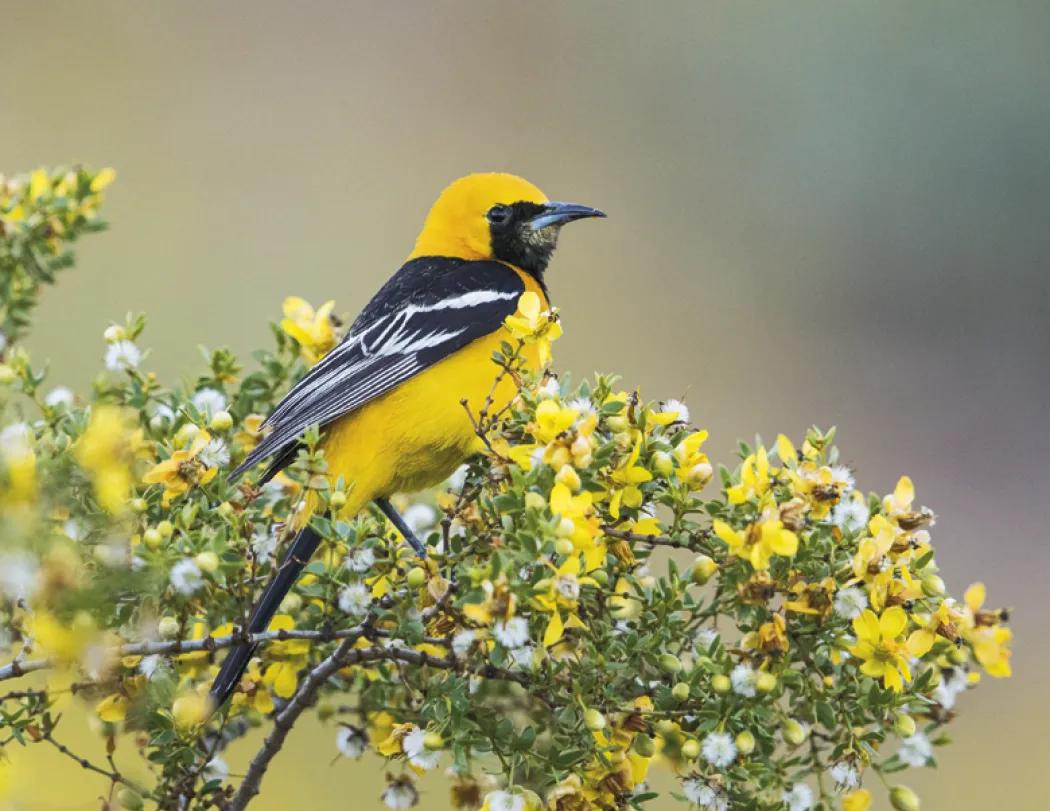 Birds of North America Spiral Wall Calendar - 18.5 x 11 in - product view 11