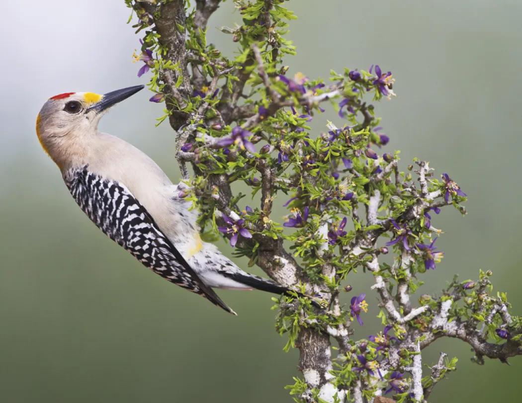 Birds of North America Spiral Wall Calendar - 18.5 x 11 in - product view 13