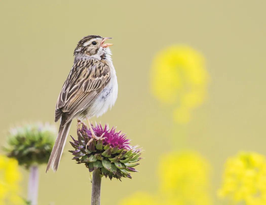 Birds of North America Spiral Wall Calendar - 18.5 x 11 in - product view 16