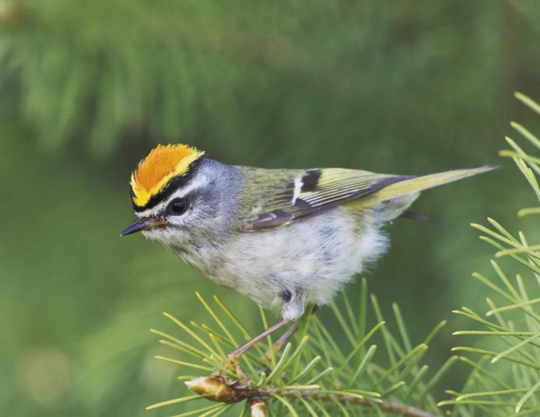 Birds of North America Spiral Wall Calendar - 18.5 x 11 in - product view 17