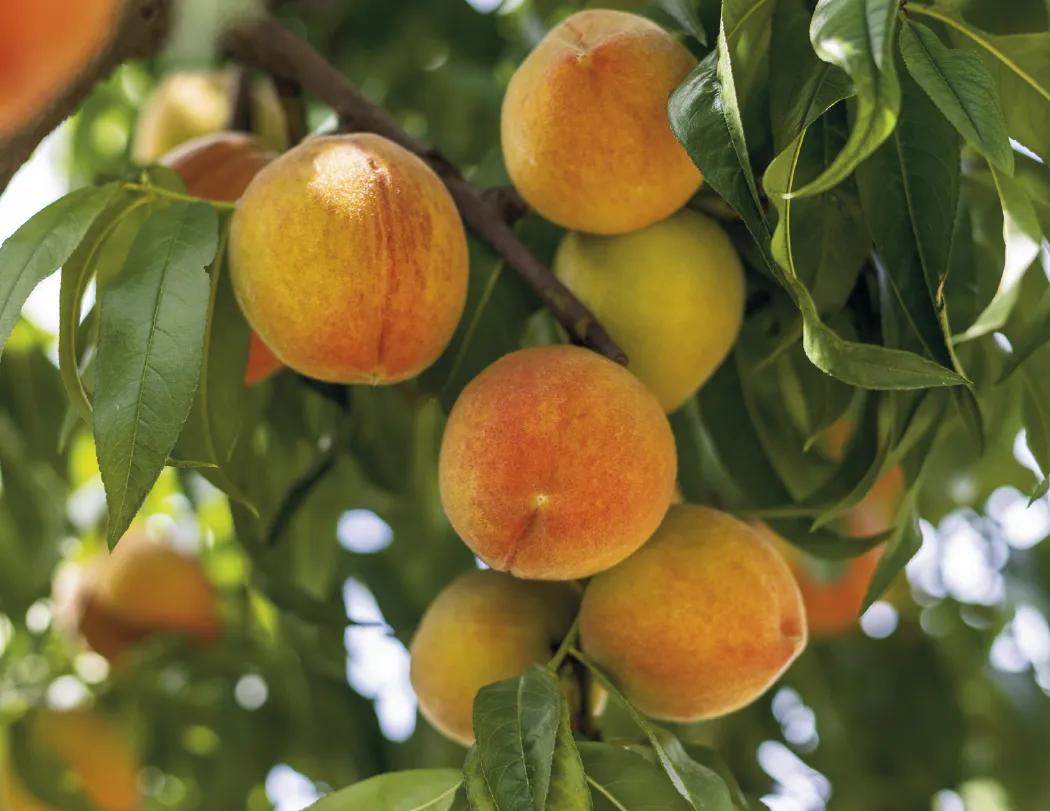 Agriculture Spiral Wall Calendar Rural Life FSC - 18.5 x 11 in - product view 8