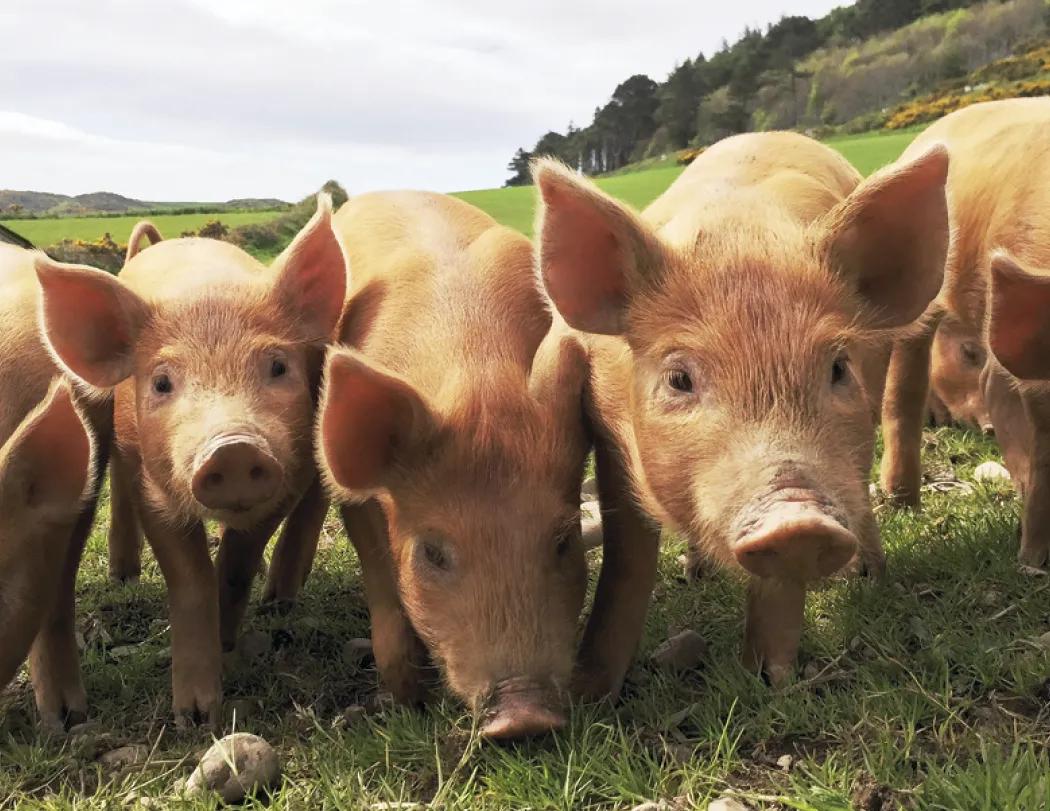 Agriculture Spiral Wall Calendar Rural Life FSC - 18.5 x 11 in - product view 13