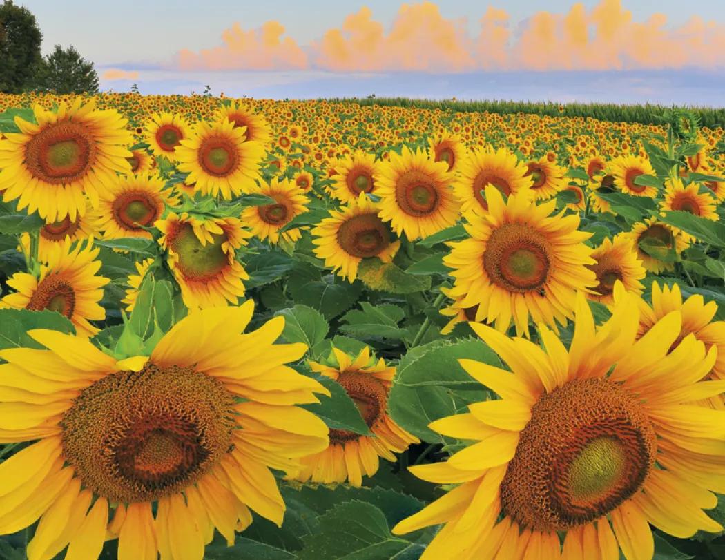 Agriculture Spiral Wall Calendar Rural Life FSC - 18.5 x 11 in - product view 14