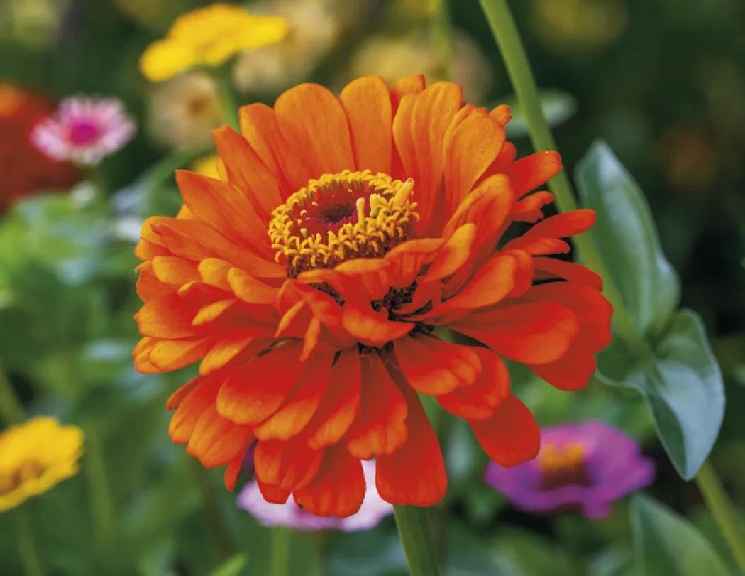 Flowers Spiral Wall Calendar FSC Paper - 18.5 x 11 in - product view 17