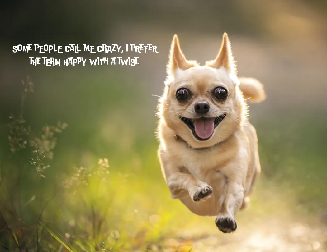 Pets with Attitude Spiral Wall Calendar FSC - 18.5 x 11 in - product view 11