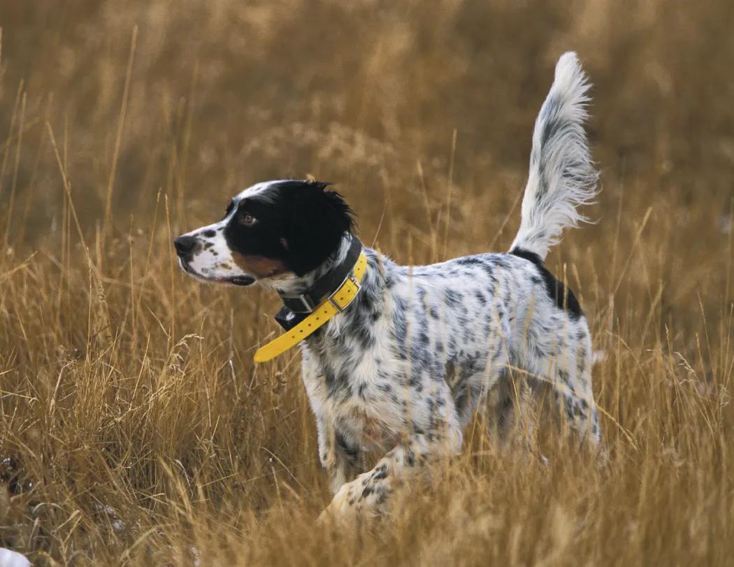 Sporting Dogs Spiral Wall Calendar FSC Paper - 18.5 x 8.5 in - product view 6