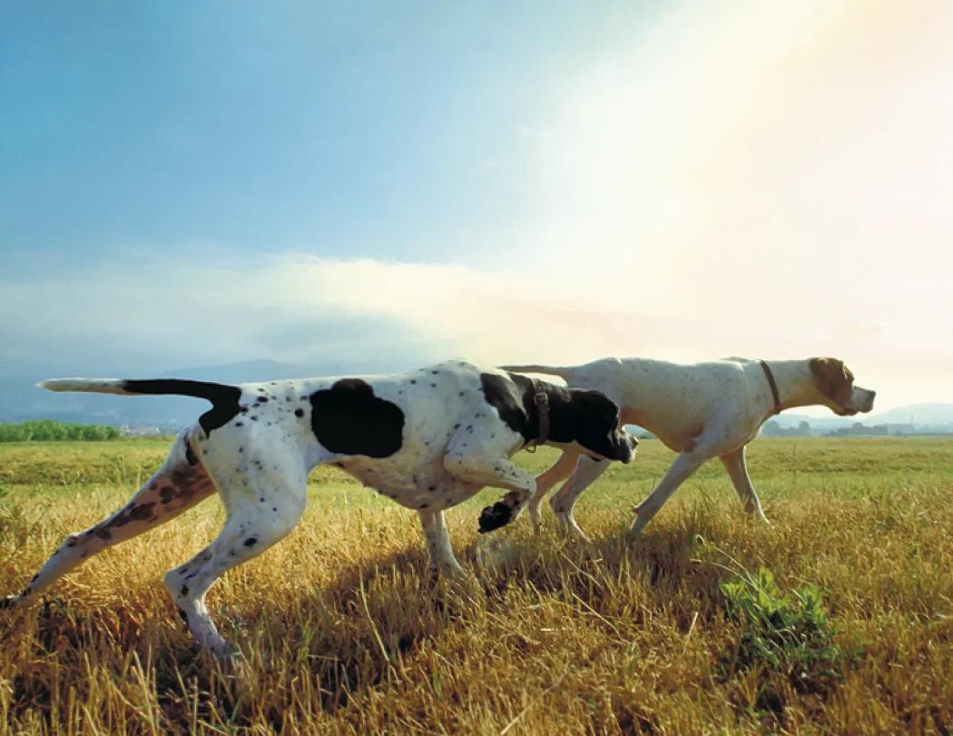 Sporting Dogs Spiral Wall Calendar FSC Paper - 18.5 x 8.5 in - product view 9