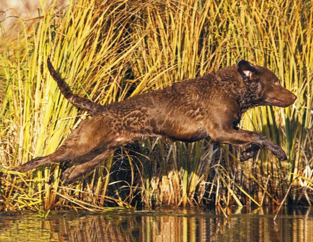 Sporting Dogs Spiral Wall Calendar FSC Paper - 18.5 x 8.5 in - product view 16