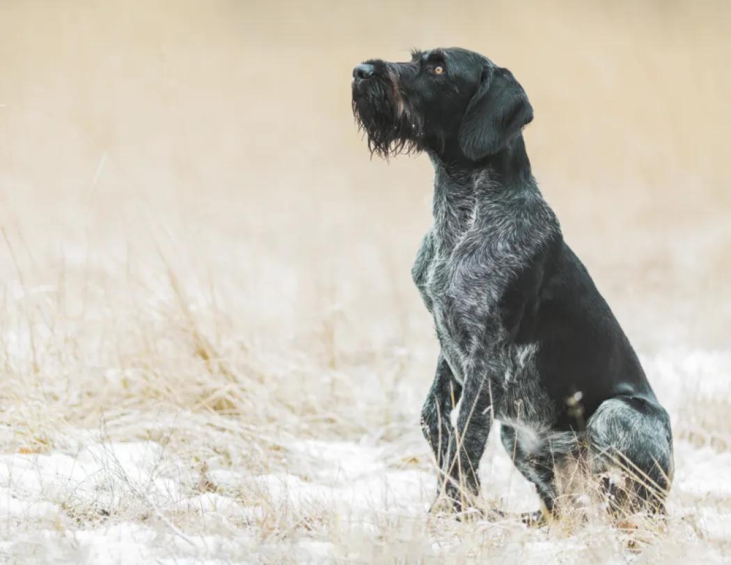 Sporting Dogs Spiral Wall Calendar FSC Paper - 18.5 x 8.5 in - product view 18