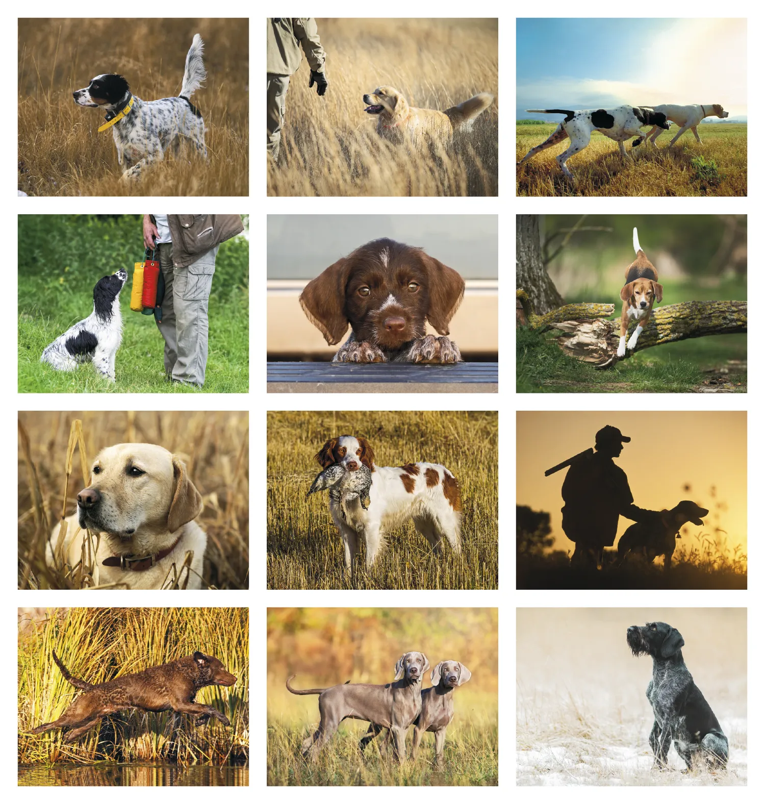 Sporting Dogs Spiral Wall Calendar FSC Paper - 18.5 x 8.5 in - product view 21