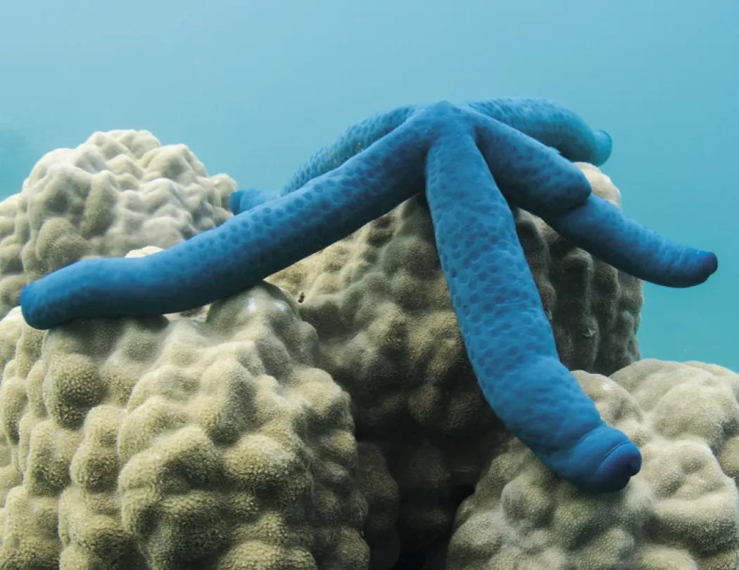 Ocean Life Wall Calendar Stapled FSC Gloss Paper - 19 x 11 in - product view 8