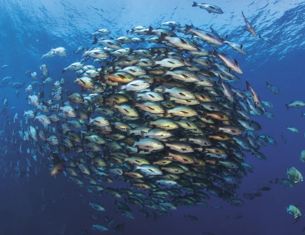 Ocean Life Wall Calendar Stapled FSC Gloss Paper - 19 x 11 in - product view 9