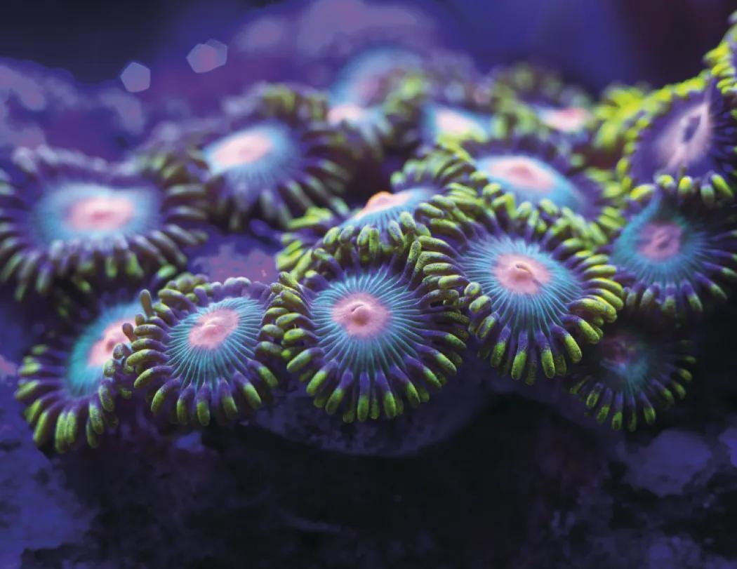 Ocean Life Wall Calendar Stapled FSC Gloss Paper - 19 x 11 in - product view 13