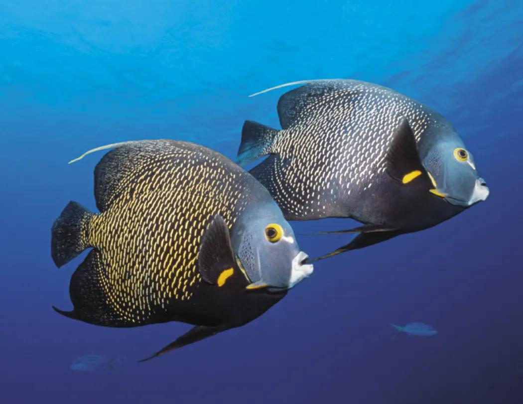 Ocean Life Wall Calendar Stapled FSC Gloss Paper - 19 x 11 in - product view 14