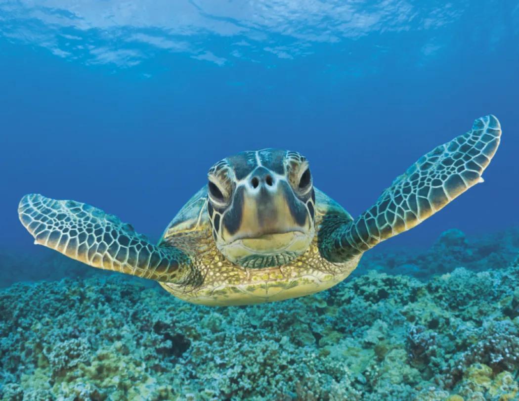 Ocean Life Wall Calendar Stapled FSC Gloss Paper - 19 x 11 in - product view 15