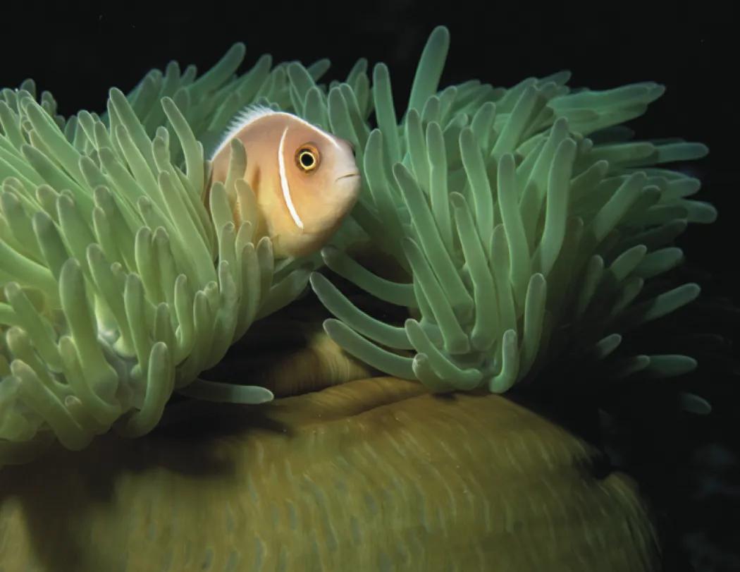 Ocean Life Wall Calendar Stapled FSC Gloss Paper - 19 x 11 in - product view 16