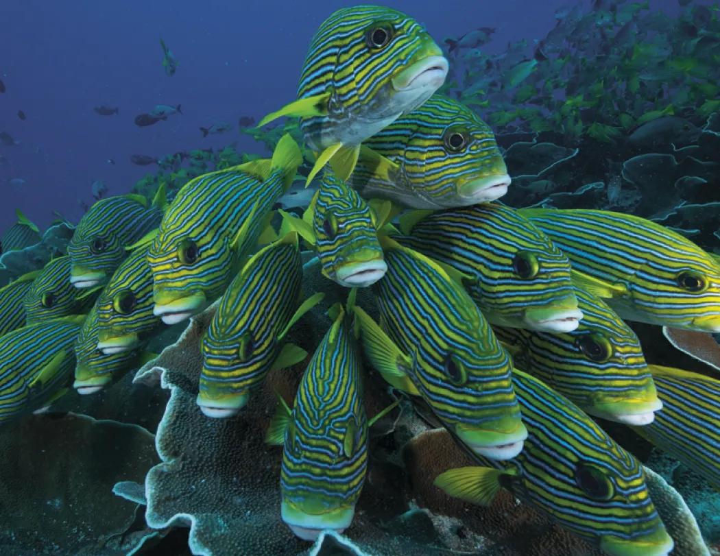 Ocean Life Wall Calendar Stapled FSC Gloss Paper - 19 x 11 in - product view 18