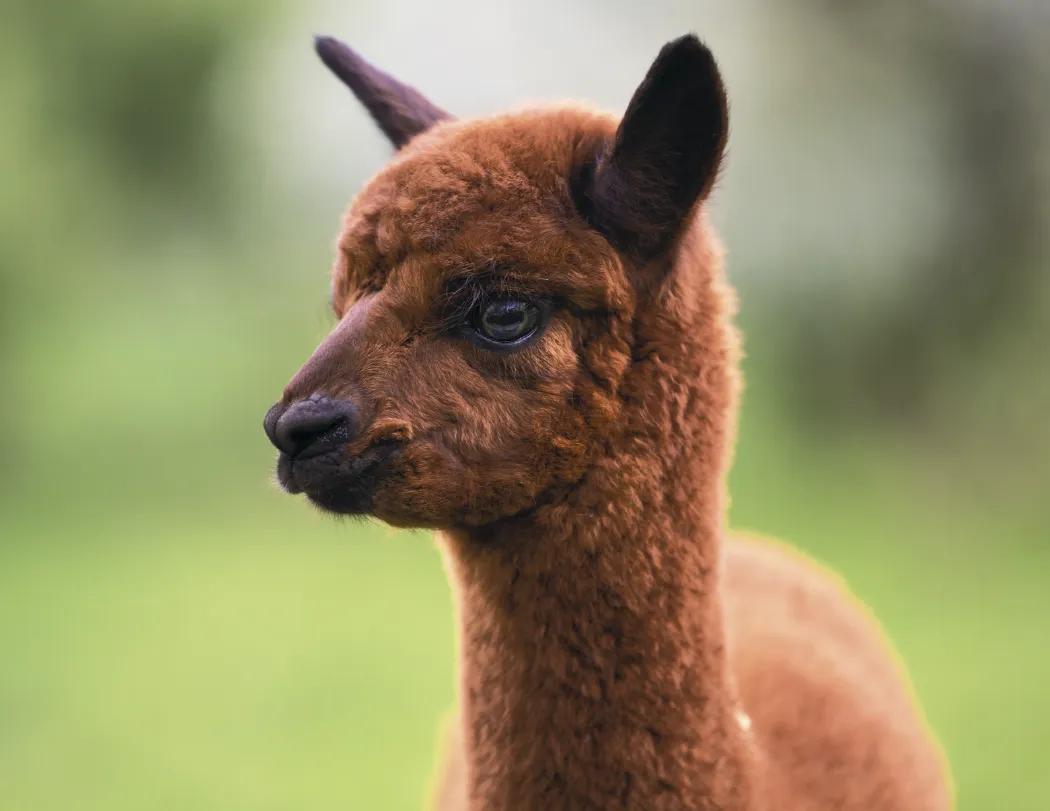 Baby Farm Animals Wall Calendar Stapled FSC Paper - 19 x 11 in - product view 6