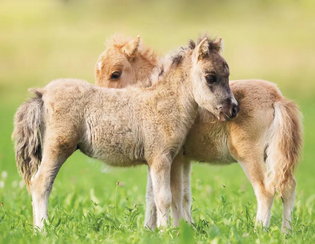 Baby Farm Animals Wall Calendar Stapled FSC Paper - 19 x 11 in - product view 8