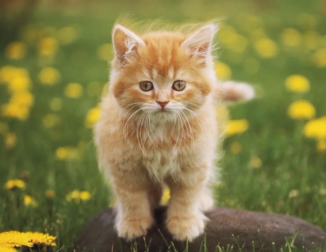 Baby Farm Animals Wall Calendar Stapled FSC Paper - 19 x 11 in - product view 11