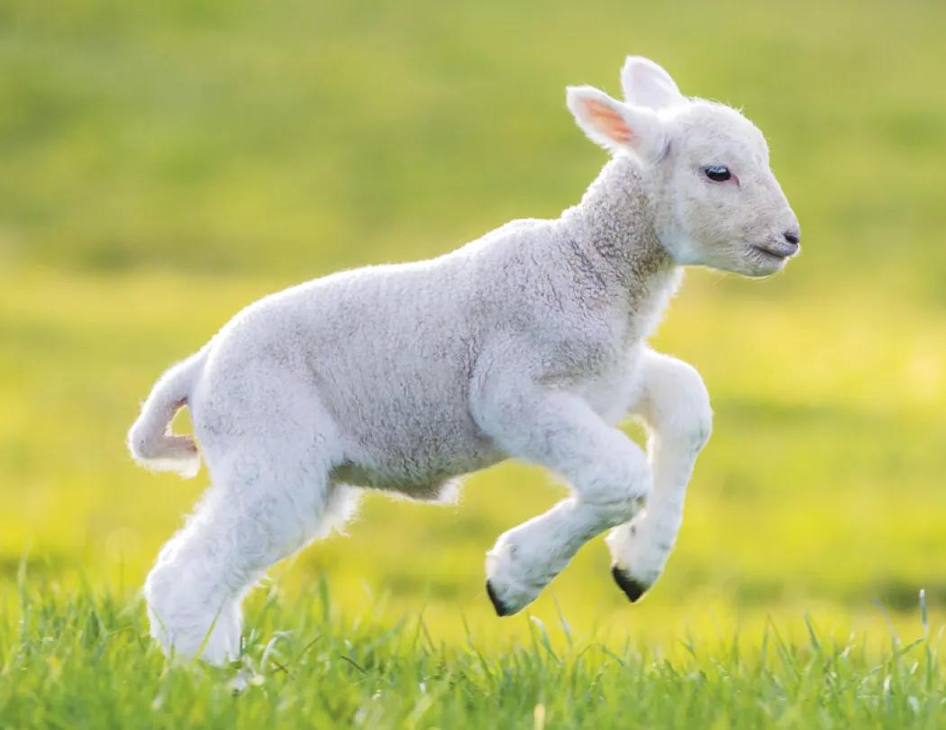 Baby Farm Animals Wall Calendar Stapled FSC Paper - 19 x 11 in - product view 12