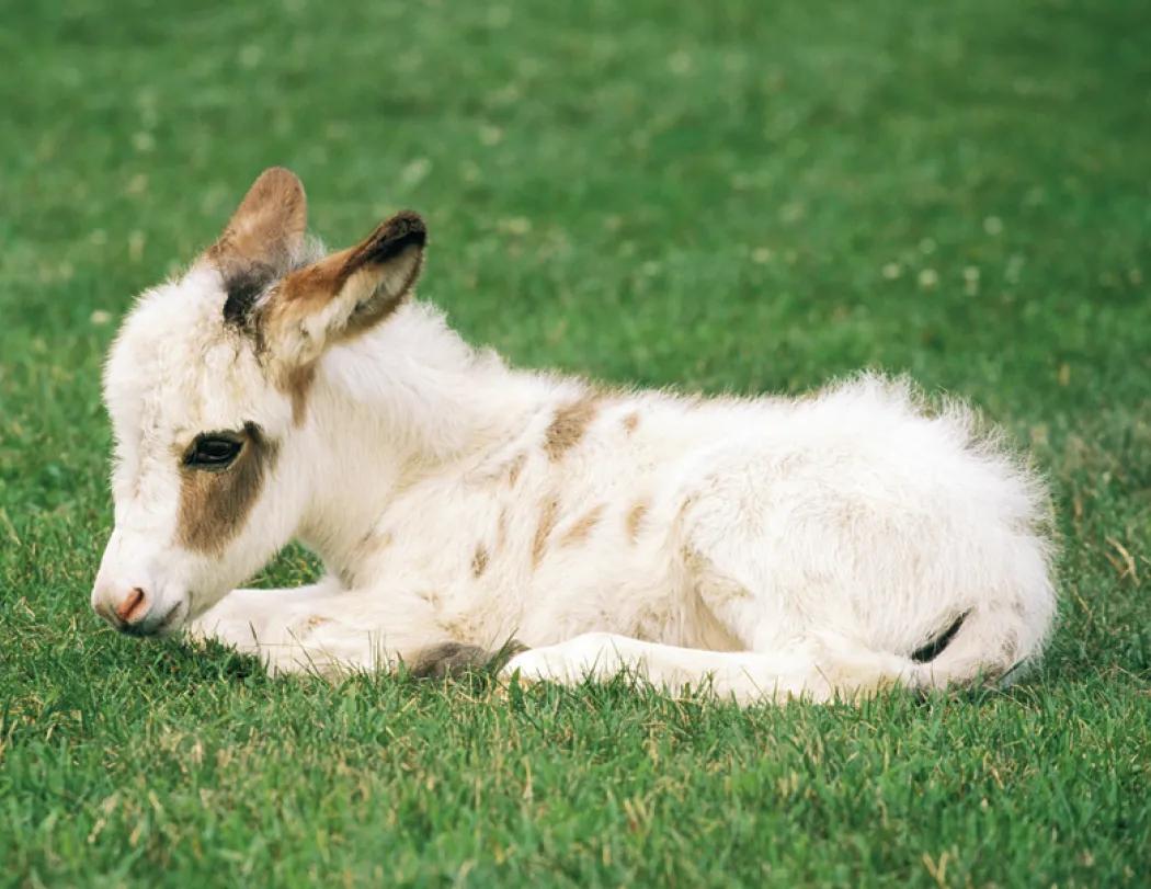 Baby Farm Animals Wall Calendar Stapled FSC Paper - 19 x 11 in - product view 15