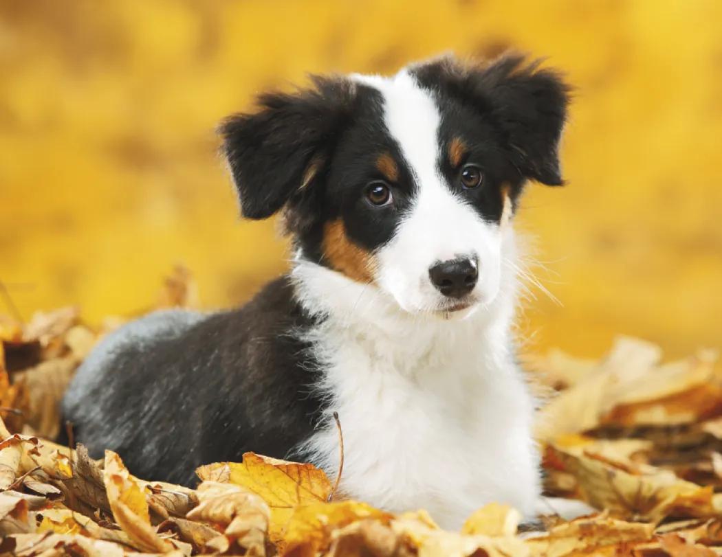 Baby Farm Animals Wall Calendar Stapled FSC Paper - 19 x 11 in - product view 16