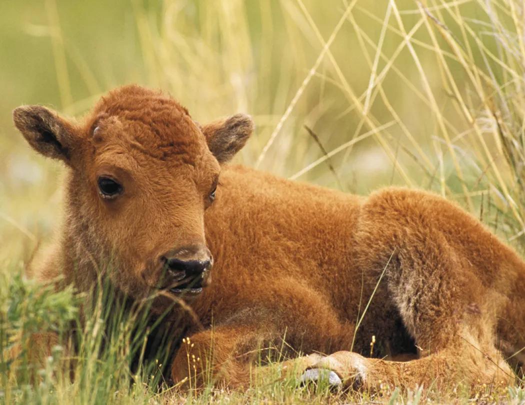 Baby Farm Animals Wall Calendar Stapled FSC Paper - 19 x 11 in - product view 17