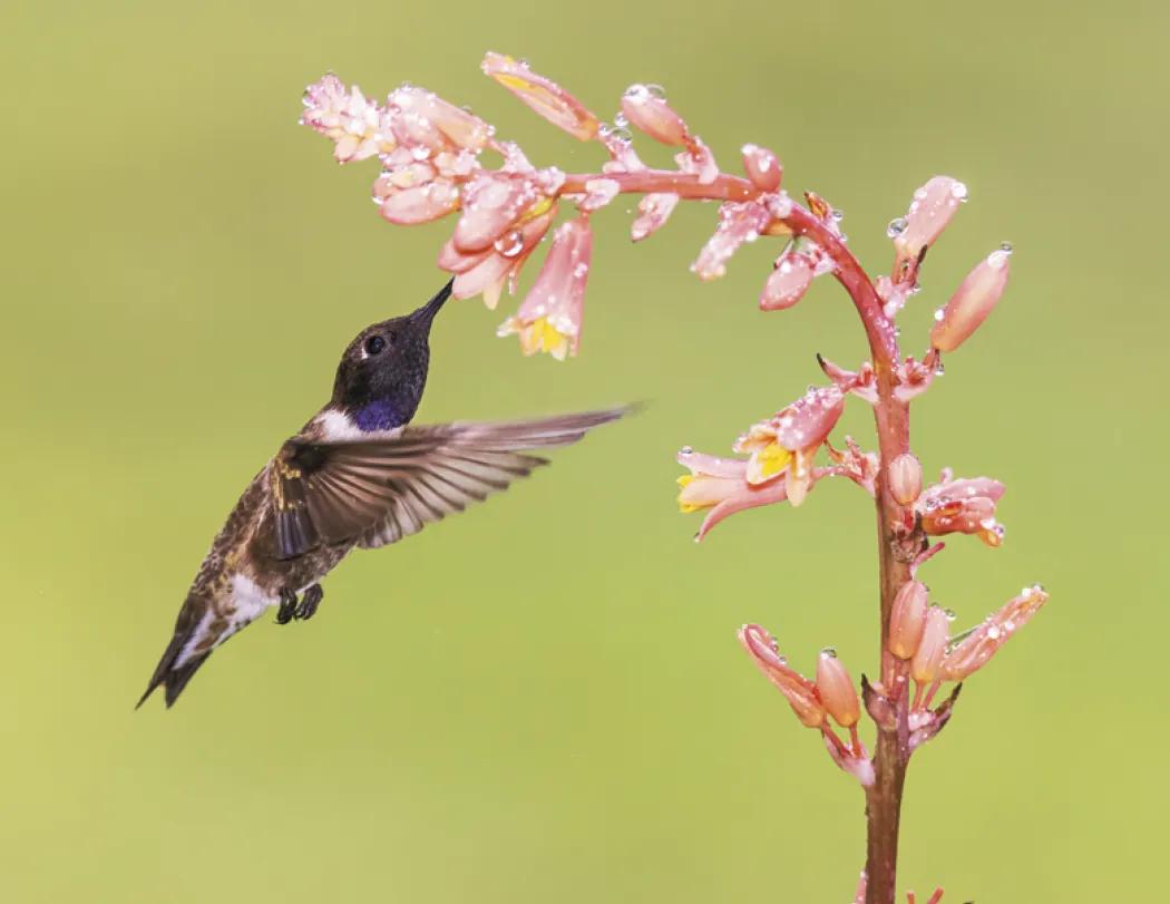 Birds of North America Wall Calendar Stapled FSC Paper - 19 x 11 in - product view 12