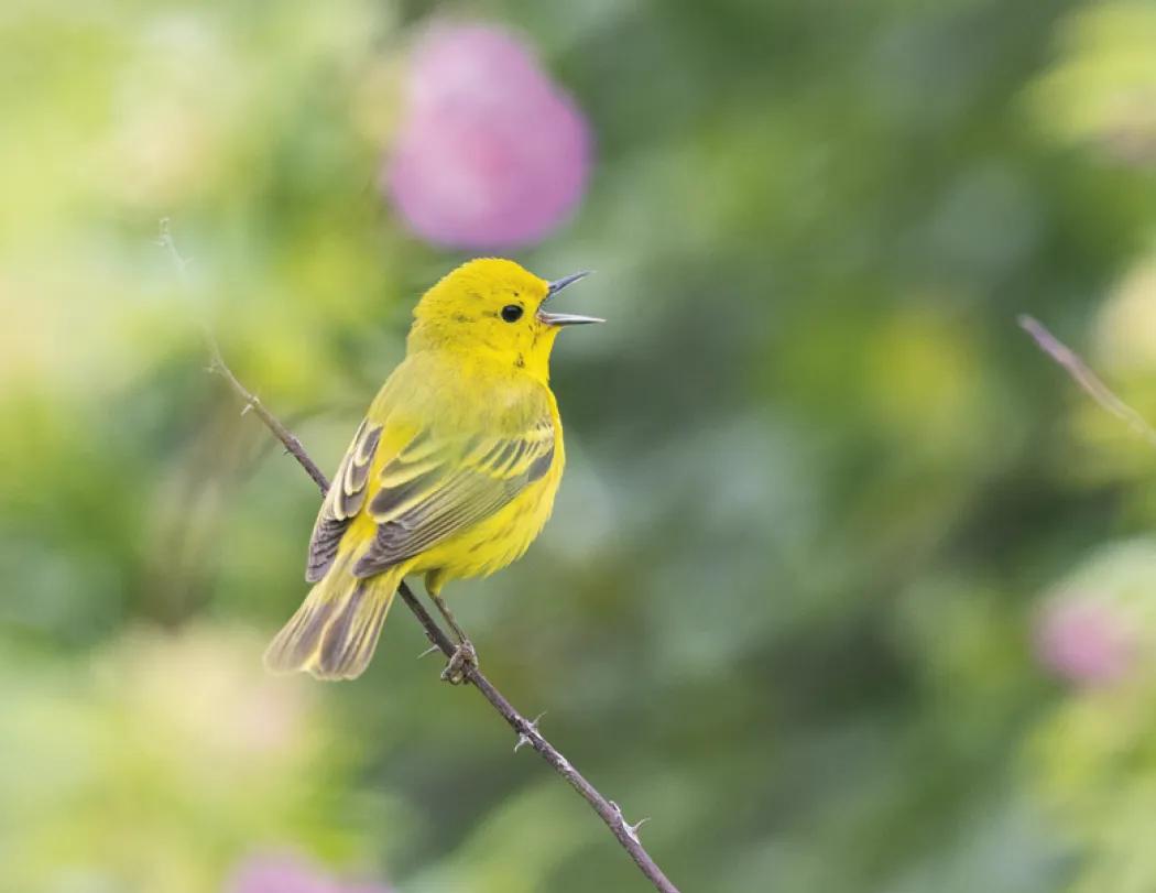 Birds of North America Wall Calendar Stapled FSC Paper - 19 x 11 in - product view 14