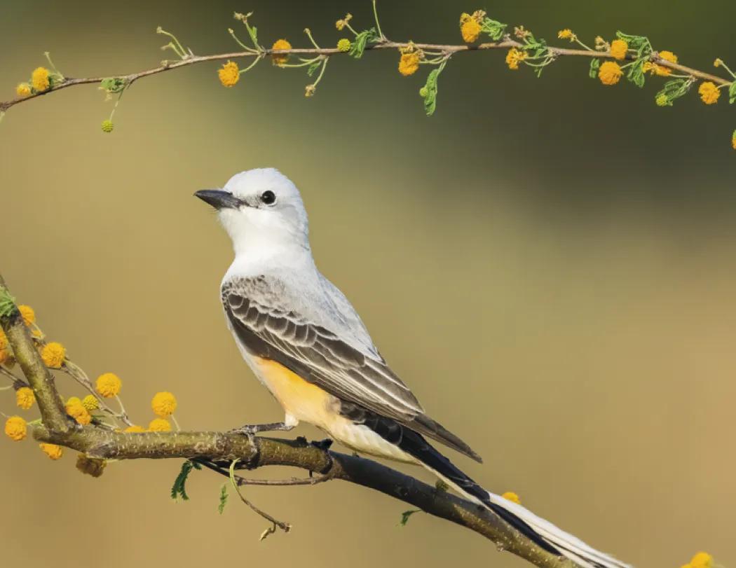 Birds of North America Wall Calendar Stapled FSC Paper - 19 x 11 in - product view 15