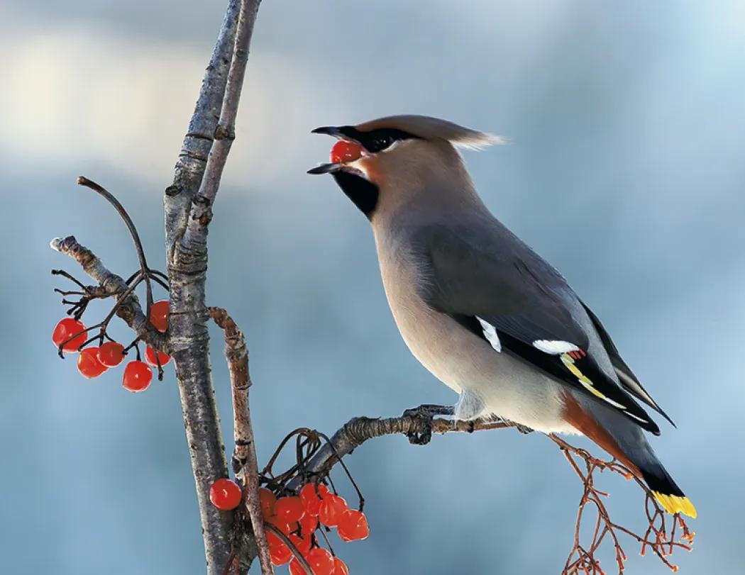 Birds of North America Wall Calendar Stapled FSC Paper - 19 x 11 in - product view 18