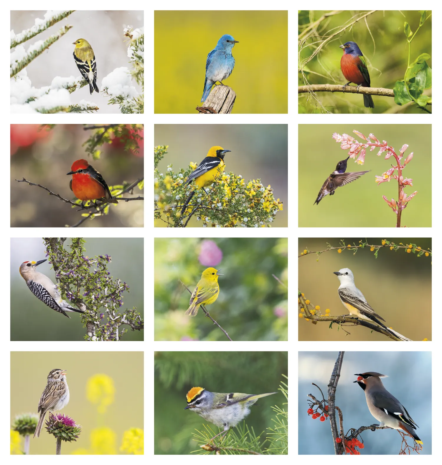 Birds of North America Wall Calendar Stapled FSC Paper - 19 x 11 in - product view 21